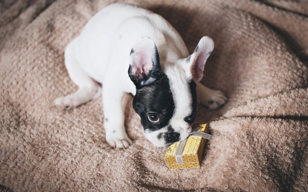Top 5 Gift Ideas for Pets and Owners