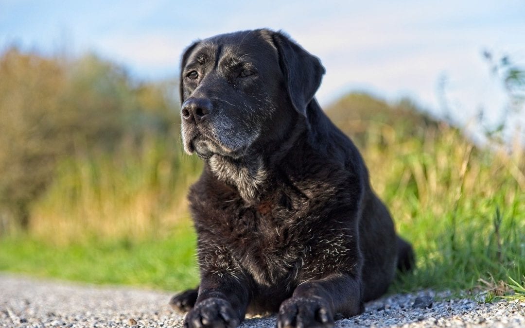 Why Senior Pets Make the Best Pets