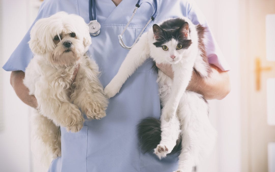So you want to be a veterinarian? Go for it. It’s worth it.