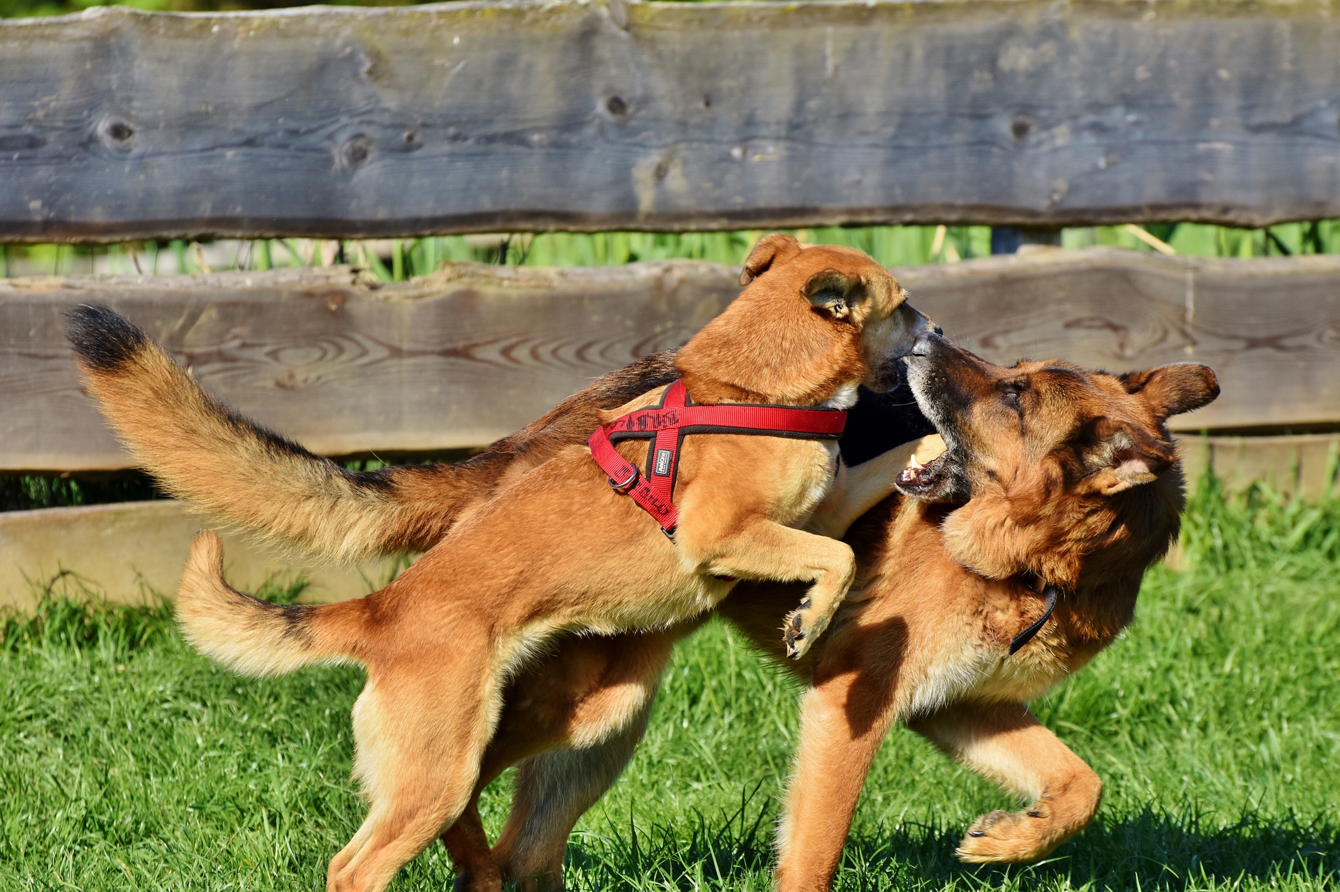 schafer-dog-3856175_1920