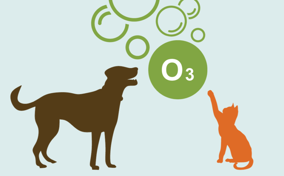 Ozone Therapy and the Immune System Whole Pet Veterinary Hospitals