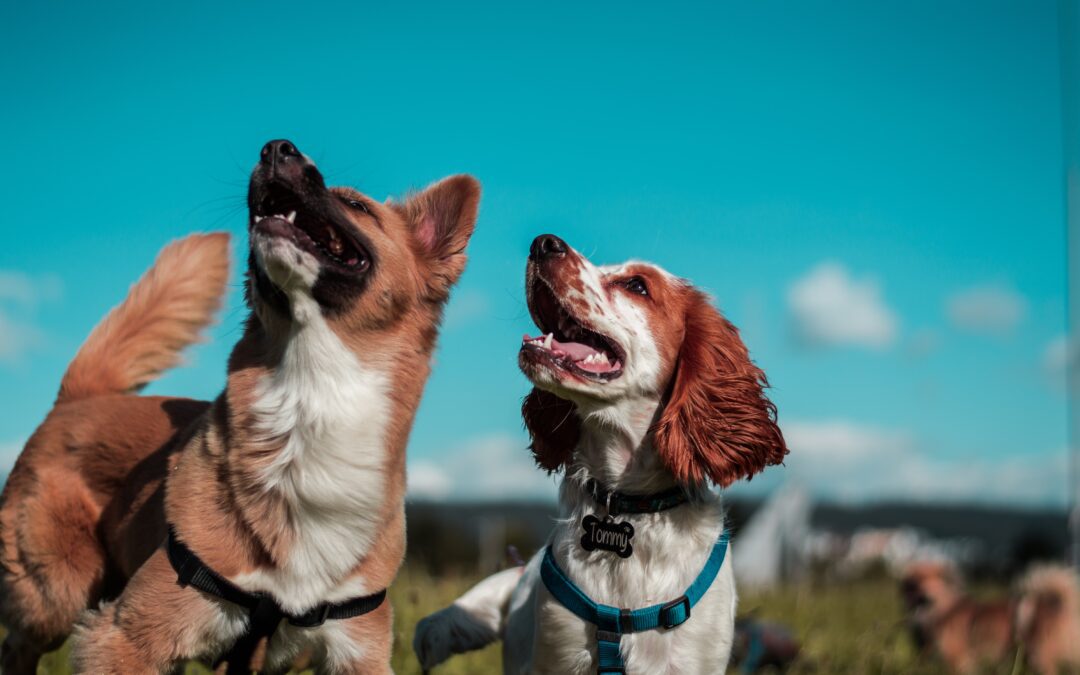 Ozone Therapy and the Immune System