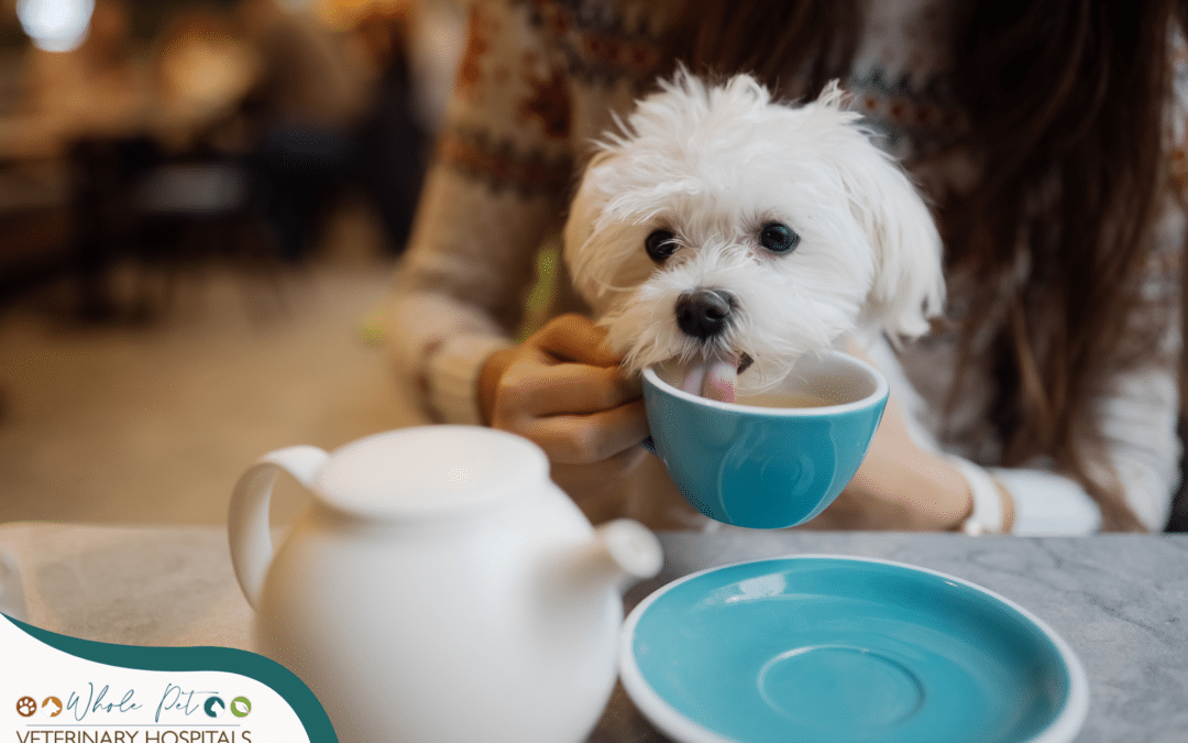 Wanting what we can’t have: Pet edition