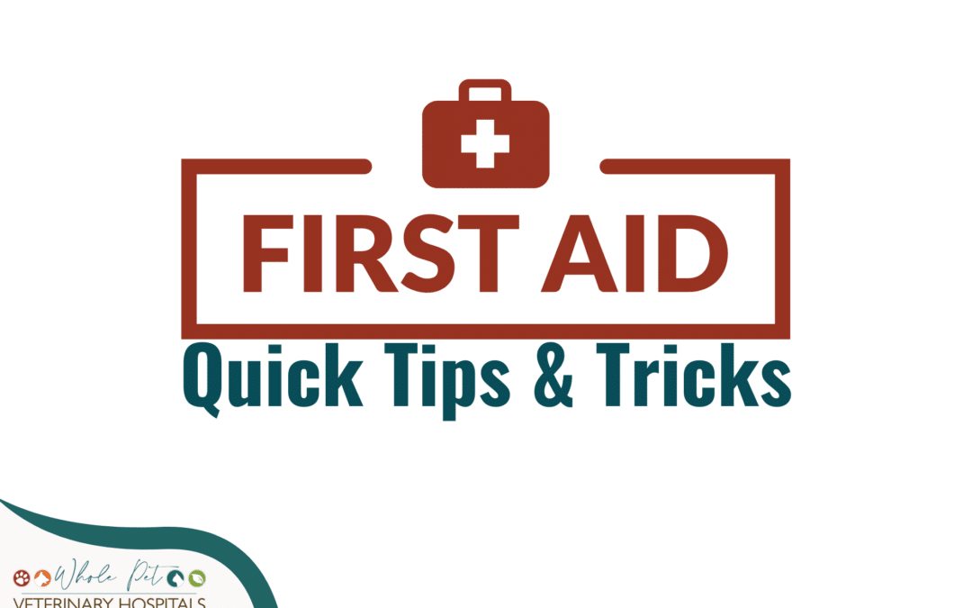 Pet First Aid: How to Help Your Pet in an Emergency